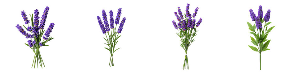 Fototapeta premium An isolated lavender flower on a white transparent background png