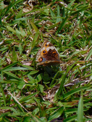 Common buckeye butterfly on grass