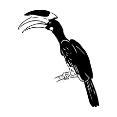 Rhinoceros hornbill. Vector sketch of hand drawn bird. Linear animals art. © Elala 9161