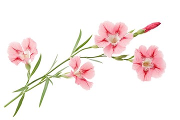 Dianthus isolated on white background, close up