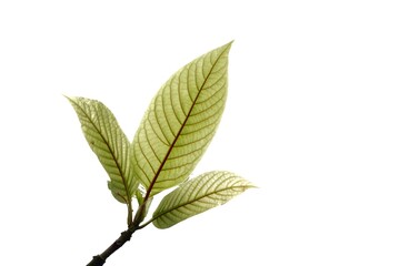  Kratom leaves with branches on white isolated background with copy space 