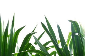 A tropical palm leaves on white isolated background for green foliage backdrop 
