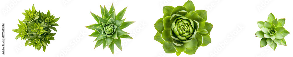Poster View of an artichoke from the top, isolated on a transparent background