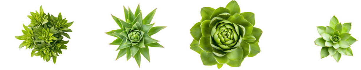 Fototapeta premium View of an artichoke from the top, isolated on a transparent background