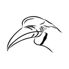 Rhinoceros hornbill. Vector sketch of hand drawn bird. Linear animals art.