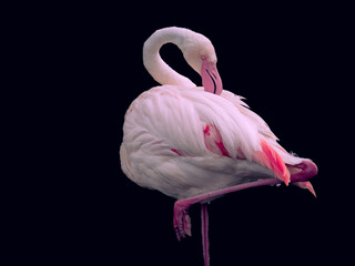 Elegant portrait of a flamingo standing on one leg against a dark background, showcasing its distinctive pink feathers and graceful pose. A serene moment highlighting the bird's natural beauty. © Skylight Studios
