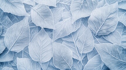 Fototapeta premium A delicate arrangement of translucent white leaves, showcasing intricate veining and soft textures.