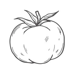 Hand drawn doodle tomato with leaf isolated on white background. Vector illustration.