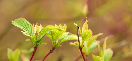 Nature, spring and plants with bud for growth, sustainability and ecology for environment by closeup. Landscape, leaves and biodiversity with cornus for floral blossom, green leaf or botanical season