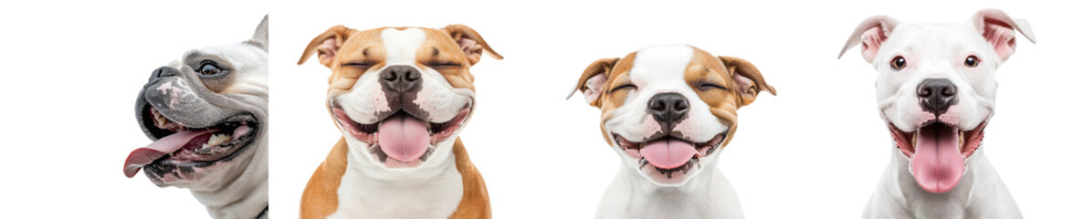 Obraz premium Bulldog isolated on transparent background
