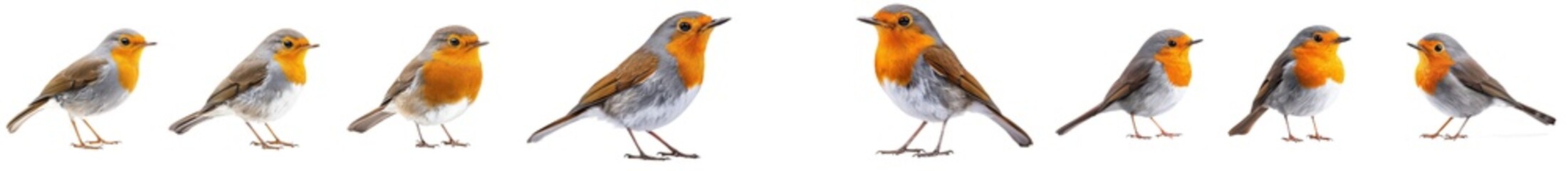 Fototapeta premium White background with robin birds standing, flying, and portraiting