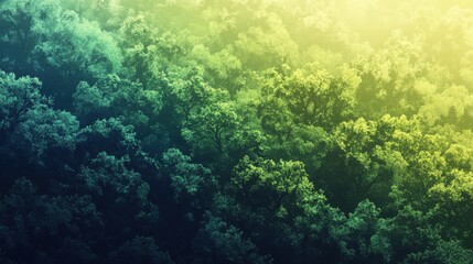 Fototapeta premium A lush forest with vibrant greenery, showcasing a gradient of greens under soft sunlight.