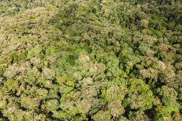 Obraz premium Lush green foliage covers the mountains in the remote rainforest, showcasing diverse plant life under a cloudy sky