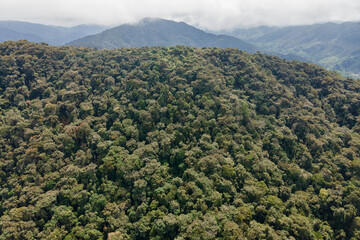Fototapeta premium The vast expanse of greenery unfolds across the mountainous landscape, featuring dense foliage and towering trees connected under a cloudy sky that hints at an incoming rain.