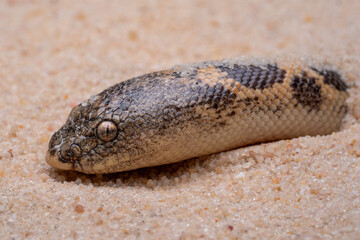 Sand Boa (Erycinae) on the desert sand.