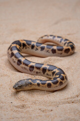 Sand Boa (Erycinae) on the desert sand.