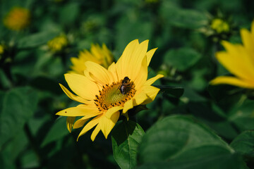 ひまわりの花粉を集めるナミハナアブ
