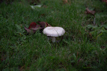 洞爺湖の付近に自生するキノコ