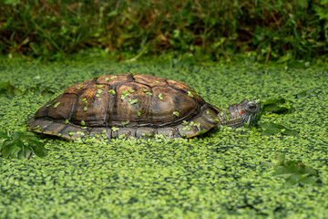 The Red-eared Slider or Red-eared Terrapin (Trachemys scripta elegans) is a semiaquatic turtle.