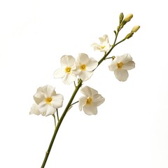 Fototapeta premium Crape Jasmine isolated on white background, close up