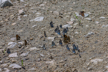 Many colorful butterflies sit on the ground. Beautiful insects. Unusual background.