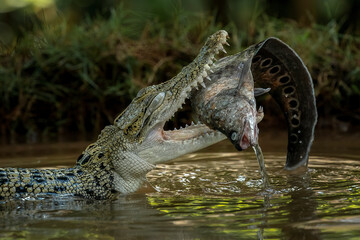 The Saltwater Crocodile (Crocodylus porosus) - from South East Asia is one of the largest living...