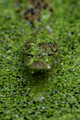 The Saltwater Crocodile (Crocodylus porosus) - from South East Asia is one of the largest living crocodile in the world.