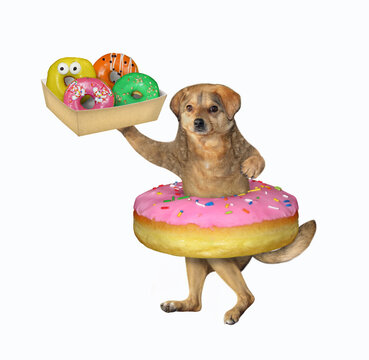 Dog holding box of colorful donuts