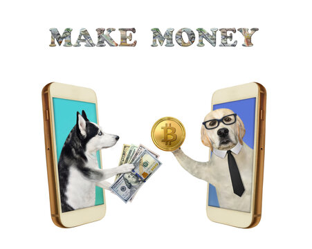 Dog husky buys bitcoins for dollars
