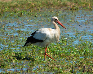 white stork in the grass