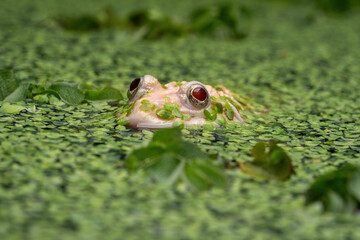 The Leucistic Chinese Edible Frog (Hoplobatrachus rugulosus).
