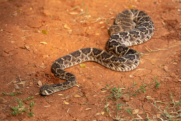 The Western Diamondback Rattlesnake (Crotalus atrox) is a venomous rattlesnake species found in the United States and Mexico.