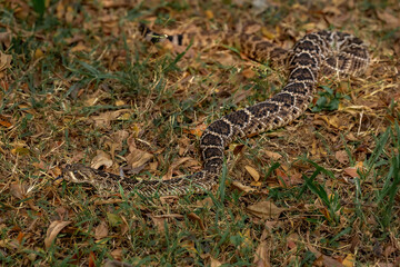 The Western Diamondback Rattlesnake (Crotalus atrox) is a venomous rattlesnake species found in the United States and Mexico.