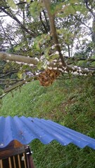 103)Request for removal of Western honey bee ball(Photo taken at 15:33 on july 22, 2015)apis mellifera