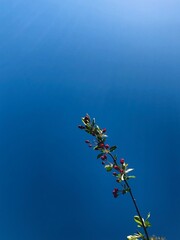 Single branch in the sky