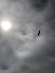 Bird in the sky