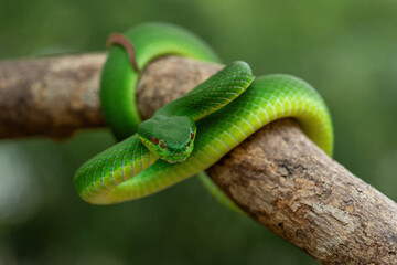 Green White-lipped Pit Viper (Trimeresurus insularis) on tree branch.