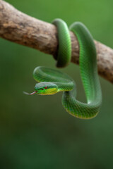 Green White-lipped Pit Viper (Trimeresurus insularis) on tree branch.