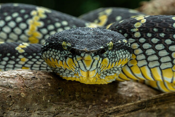 Fototapeta premium Closeup head of Wagler Pit Viper (Tropidolaemus wagleri). The species is venomous snake.