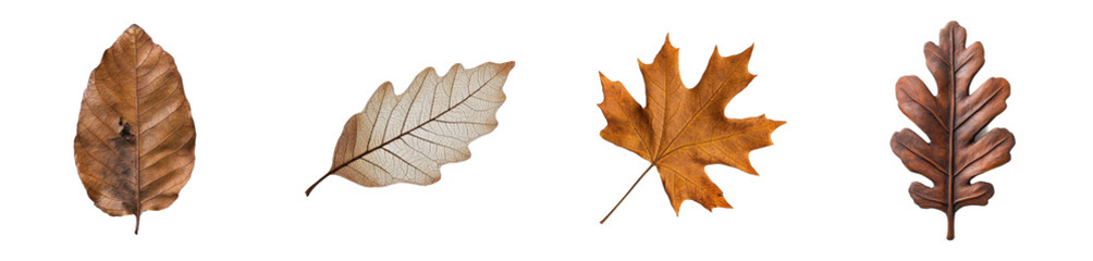 Obraz premium On a transparent background, a dry oak leaf in autumn