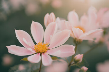 Fototapeta premium Nature and flower