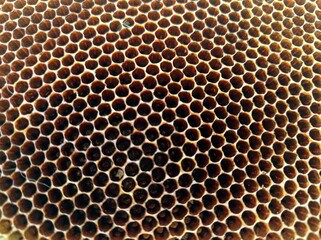 close up photo of beehive