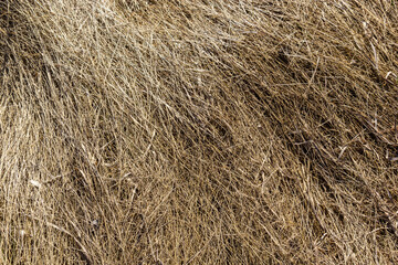 texture of dry grass from top view
