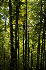 Obraz premium Woodland scene with tall trees against green sunlit backdrop
