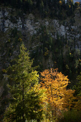 Woodland and forest scenes in the autumn and fall with orange and yellow colours