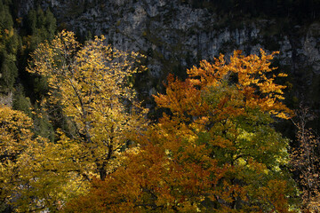 Woodland and forest scenes in the autumn and fall with orange and yellow colours