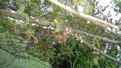 105)Request for removal of Western honey bee ball(Photo taken at 15:33 on july 22, 2015)apis mellifera