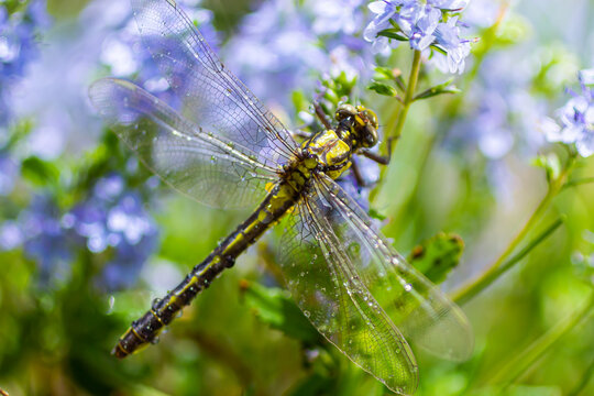 Dragonfly Gomphus vulgatissimus in front of green background macro shot with dew. on the wings. Blue flowers in the morning of a sunny summer day