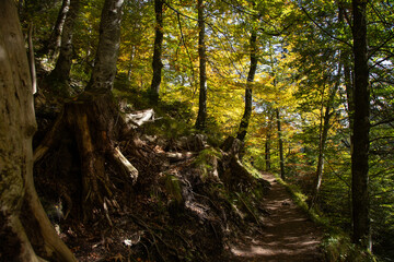 Woodland and forest scenes in the autumn and fall with orange and yellow colours
