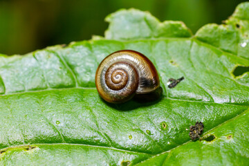 Oxychilus alliarius , commonly known as the garlic snail or garlic glass-snail